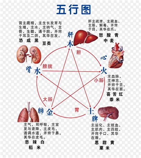 肝五行